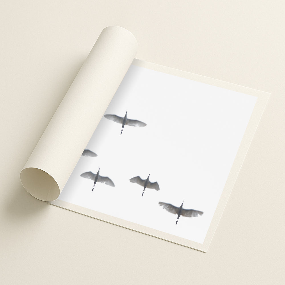 Flight in white - Printed