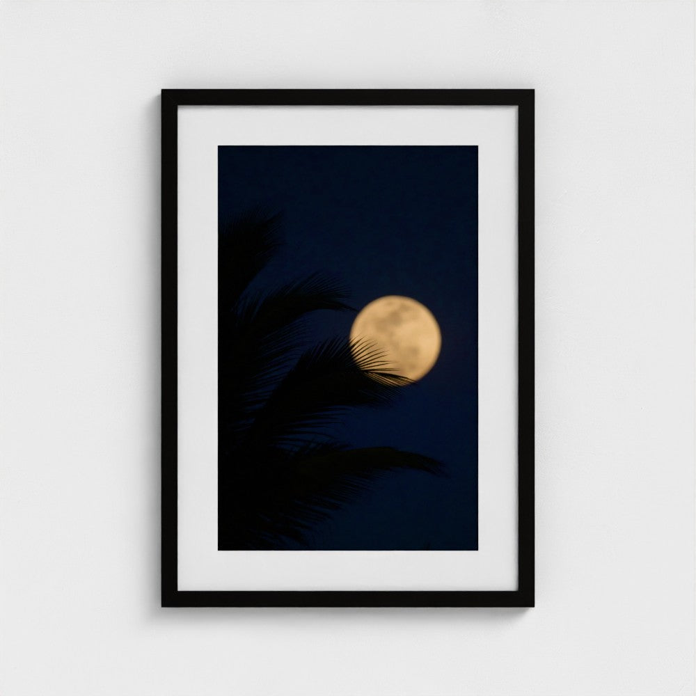 Palm & Moon - Framed