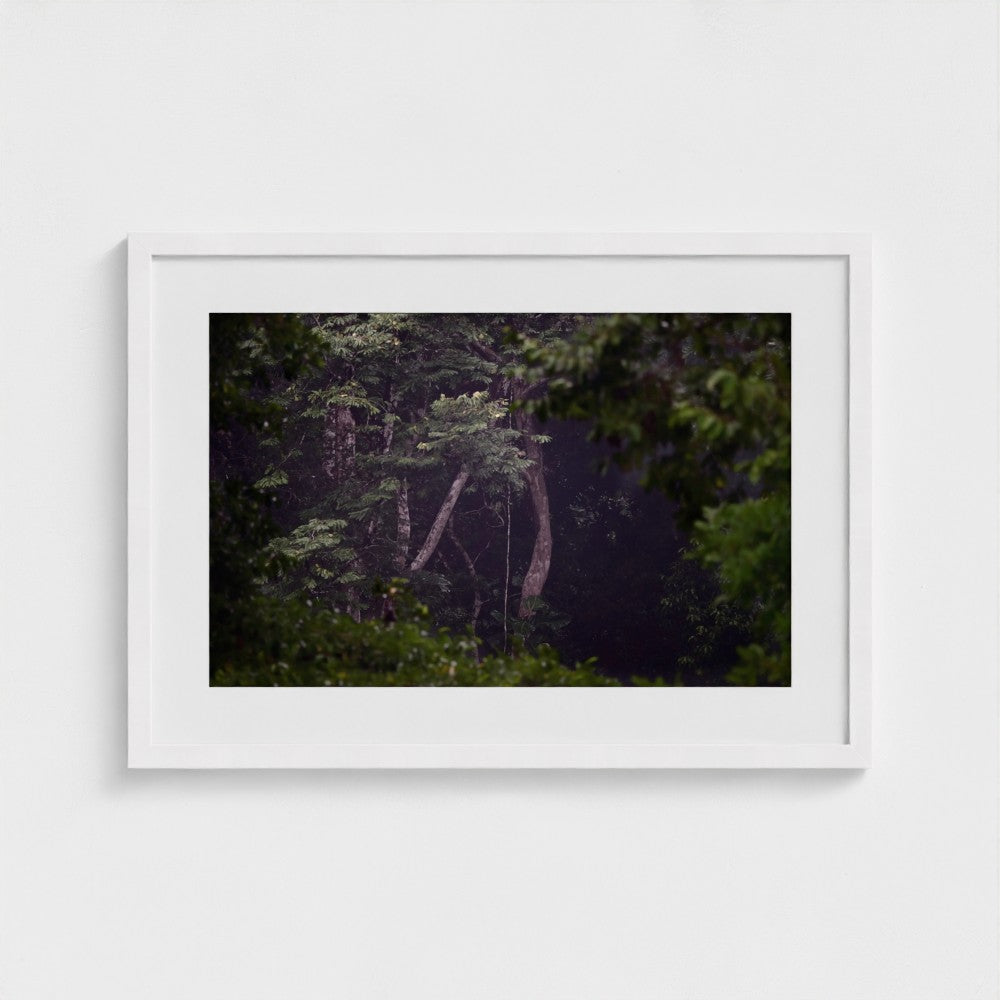 Through the Canopy - Framed