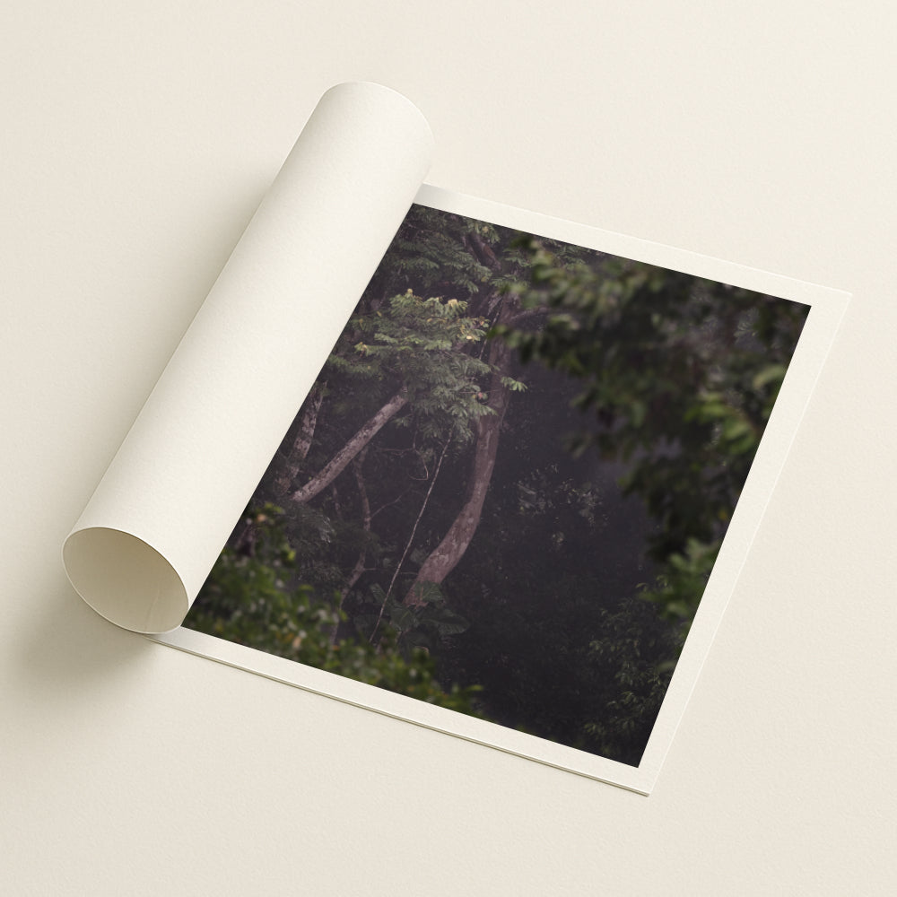 Through the Canopy - Printed
