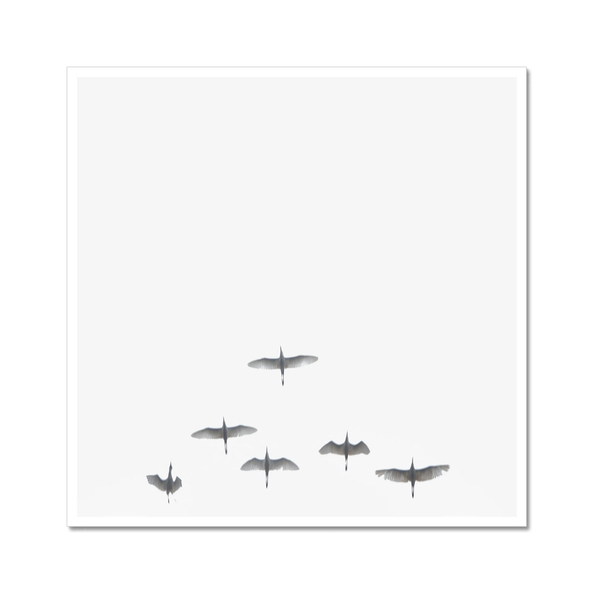 Flight in white - Printed