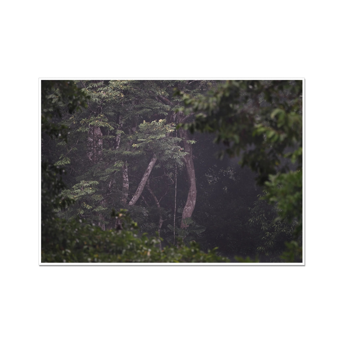 Through the Canopy - Printed