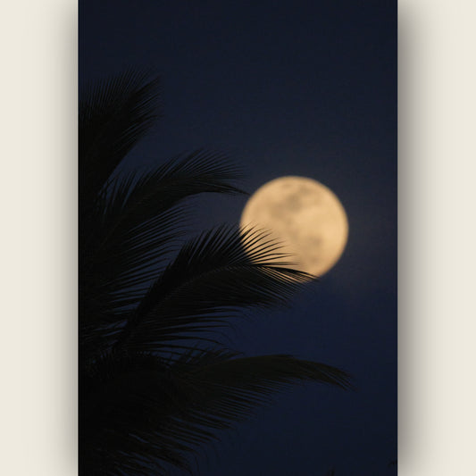 Palm & Moon
